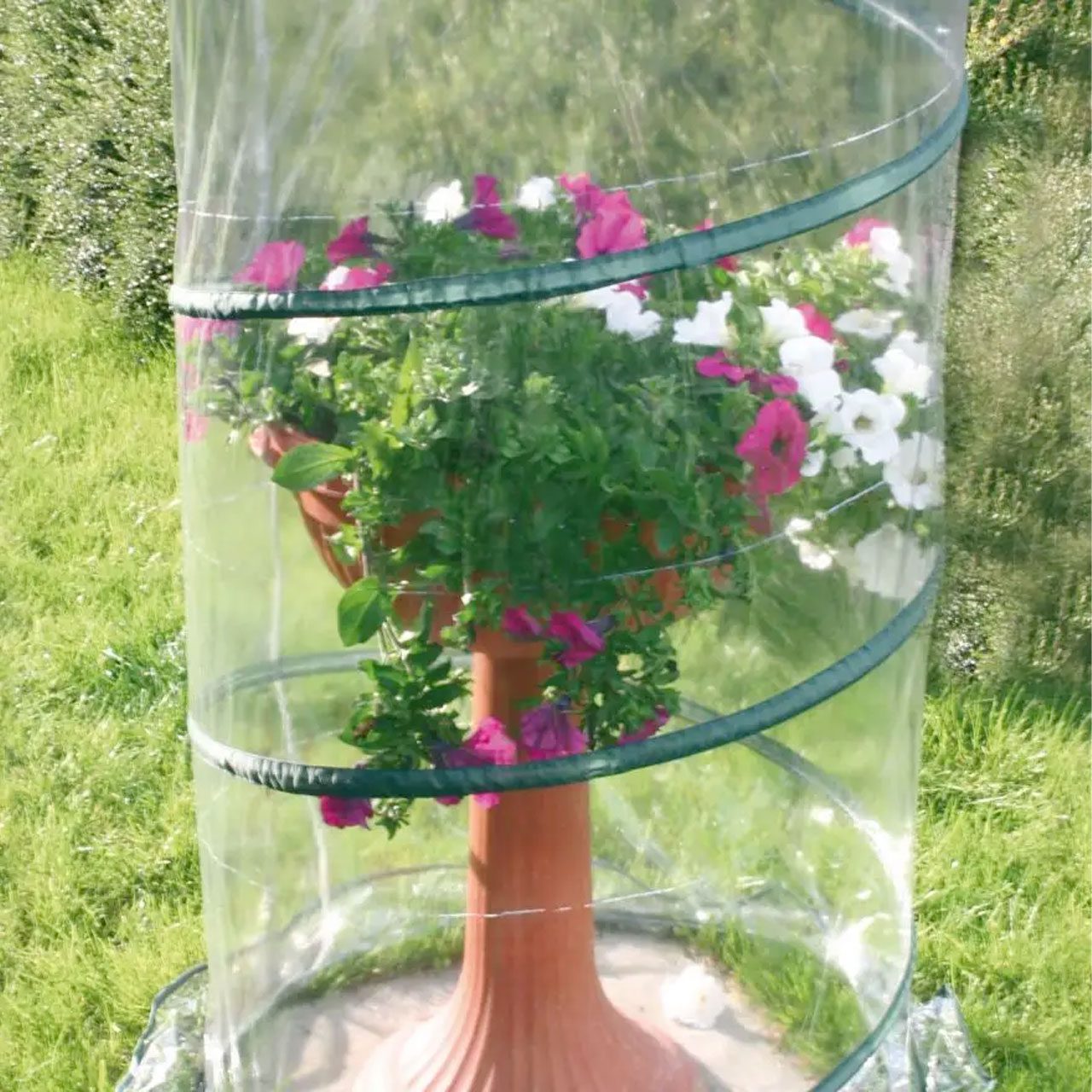 Serra Pop-up Anthurium